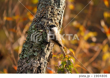 ハシブトガラ 1904806