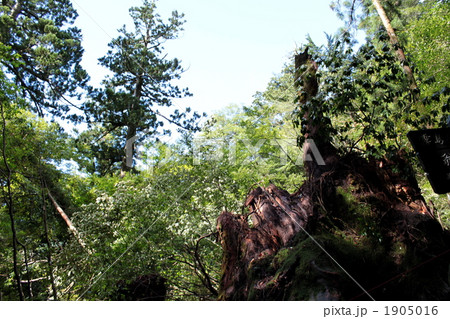 翁杉 翁杉 1905016