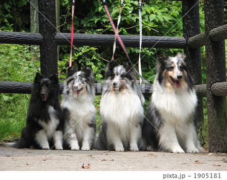シェットランドシープドッグ 1905181