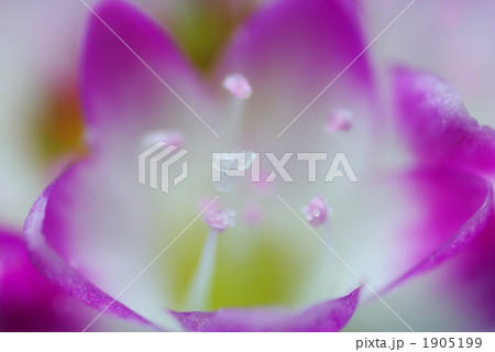 花 1905199
