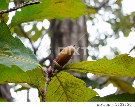 コナラ　団栗 1905256