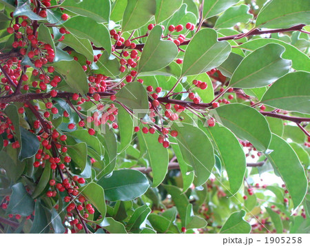 クロガネモチ 1905258