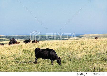 黒毛和牛 1905259