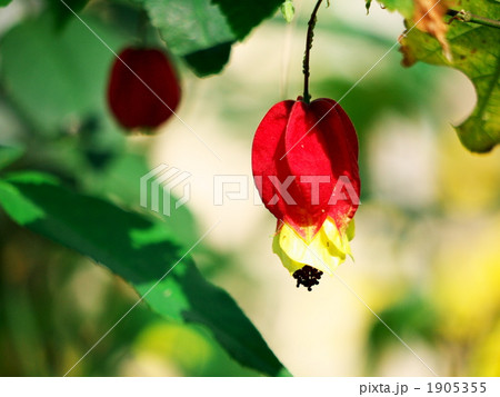 チロリアンランプ 1905355