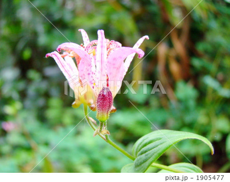 ホトトギス ホトトギス 1905477