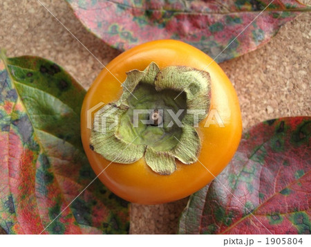 柿と柿の葉 柿と柿の葉 1905804