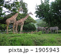 キリンとシマウマ 1905943