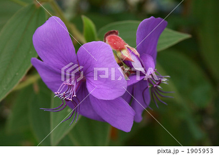 シコンノボタン 1905953