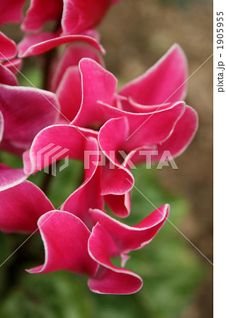 ガーデンシクラメン 1905955