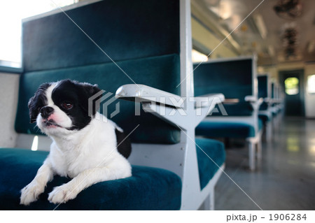 電車の犬 1906284