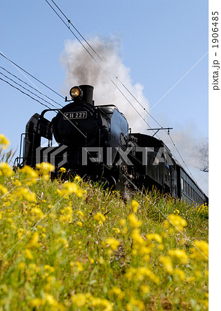 菜の花と蒸気機関車 1906485