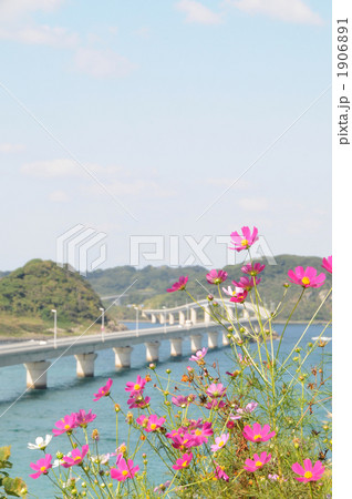 角島大橋とコスモス 1906891