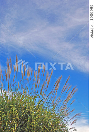 斑入りのススキ 斑入りのススキ 1906999