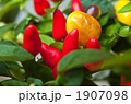 五色唐辛子 1907098
