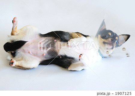 病気の犬 1907125