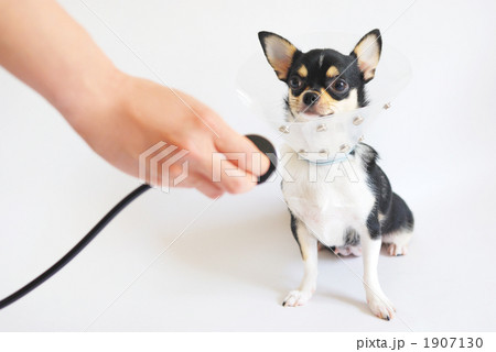 病気の犬 1907130