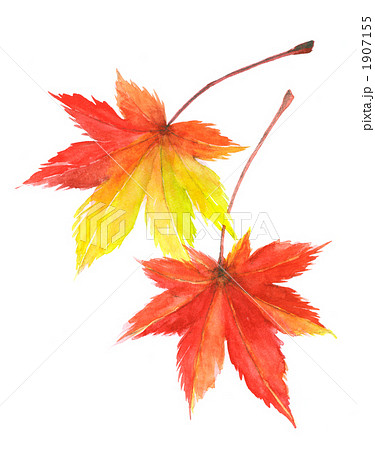 紅葉 もみじ 落ち葉のイラスト素材