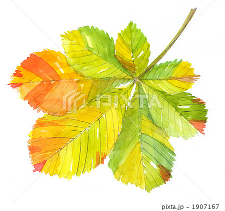 とち 橡 栃 1907167