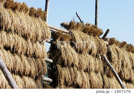 稲の天日干し 1907376