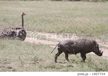 ケニア　イボイノシシとダチョウ 1907744
