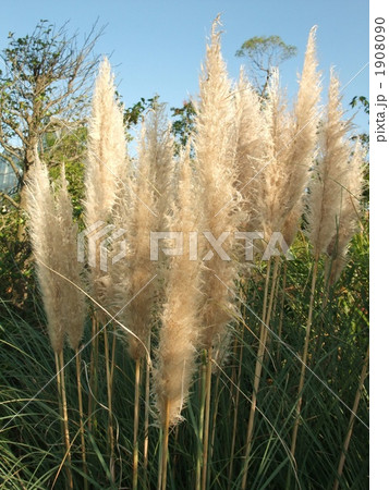 パンパスグラス パンパスグラス 1908090