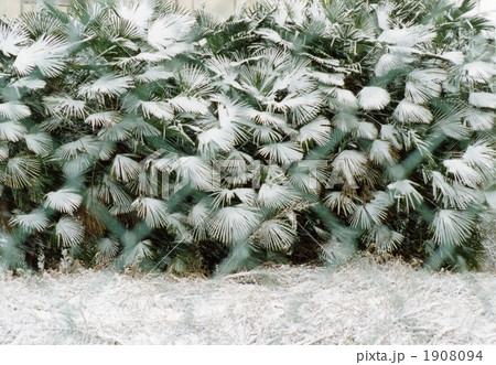 紋様 紋様 1908094