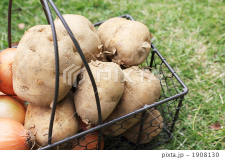 玉ねぎとじゃがいも 玉ねぎとじゃがいも 1908130