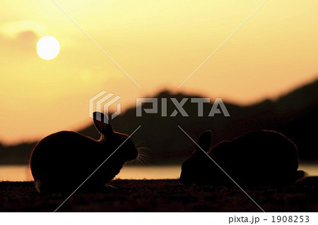 夕暮れのうさぎ 1908253