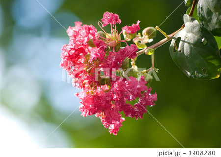 百日紅の花 1908280