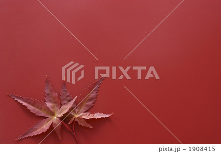 モミジの葉 モミジの葉 1908415