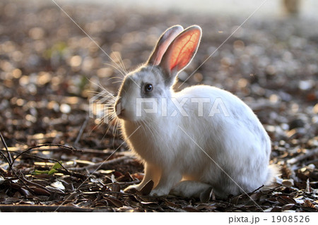 夕暮れ時のうさぎ 1908526