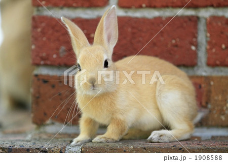 仔うさぎ 1908588
