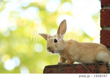 好奇心旺盛な仔うさぎ 1908597