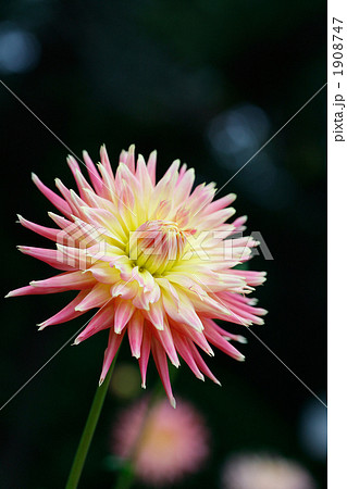 グラデーションの美しいピンクのダリア 1908747