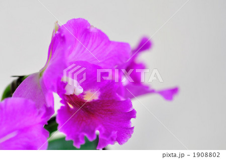 カトレア カトレア 1908802