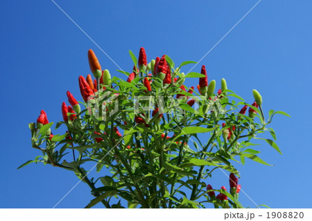 島唐辛子と空 1908820