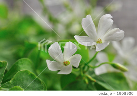 オキザリス 1908900