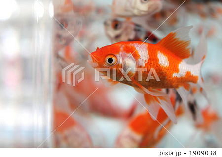 金魚(コメット) 金魚(コメット) 1909038