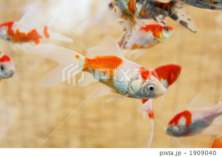 金魚（コメット） 1909040