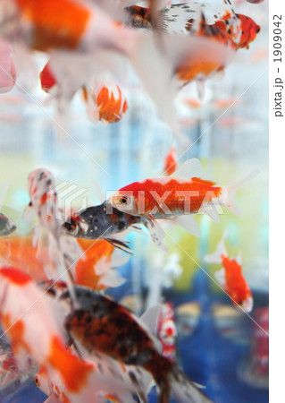 金魚の群れ 金魚の群れ 1909042