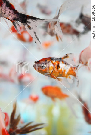 金魚の群れ 金魚の群れ 1909056