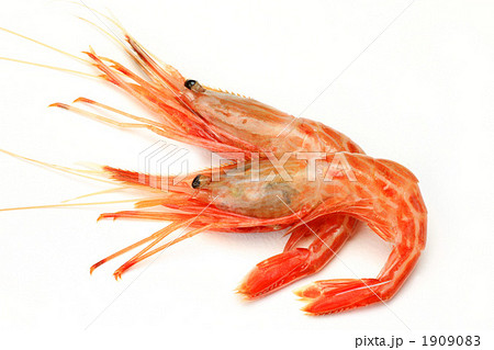 シマエビ シマエビ 1909083