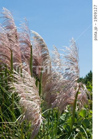 パンパスグラス 1909127