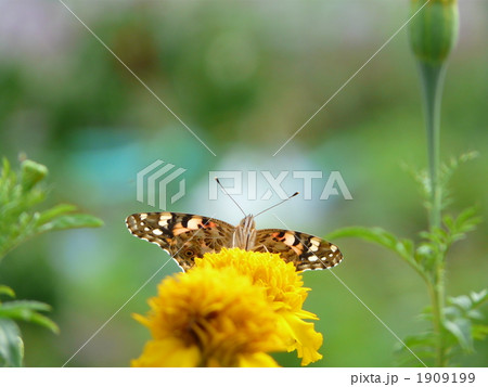 ヒメアカタテハ 1909199