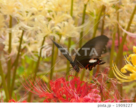 モンキアゲハ 1909227