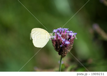 モンキチョウ 1909231