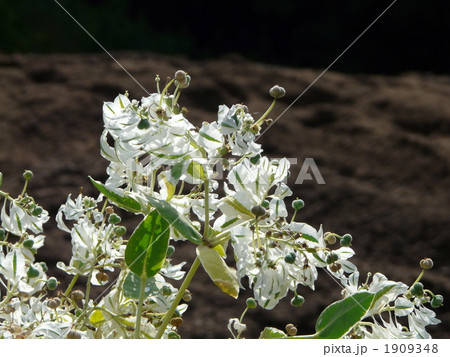 ハツユキソウ 1909348