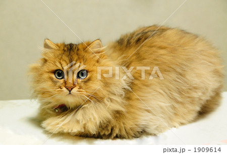 チンチラ 1909614