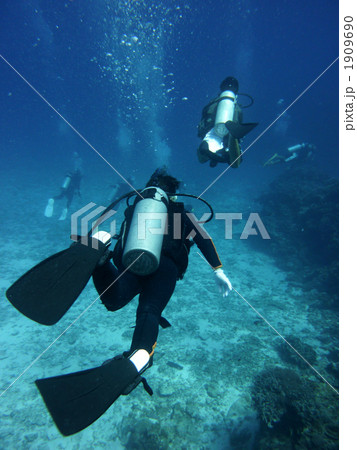 沖縄　慶良間諸島　ダイビング 1909690