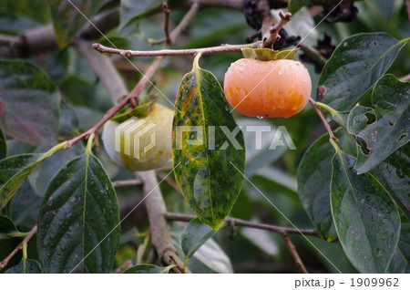 熟し柿 1909962